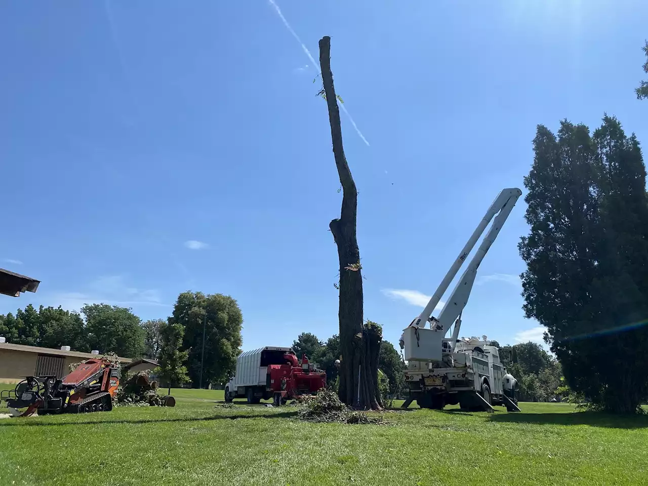 Trees Removed From Congress Park to Make Way for Sidewalks, Over Sixty Could Be 'Impacted'