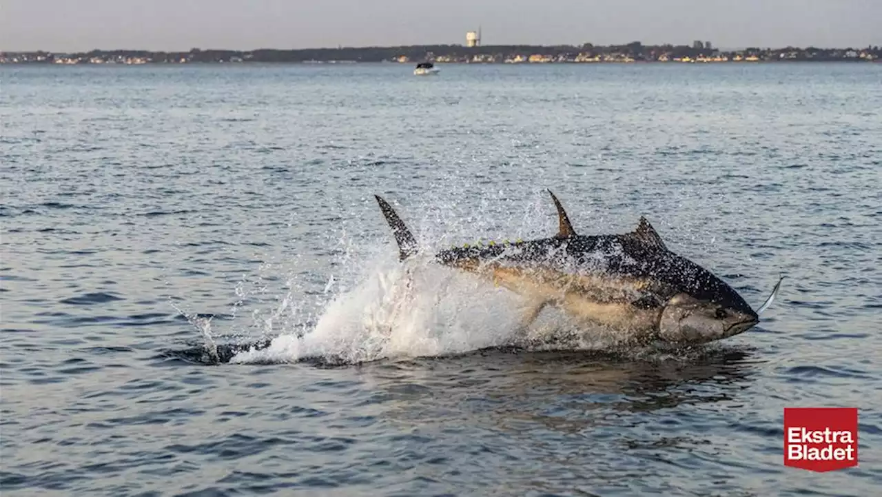 Vildt syn i Øresund: 200 tun!