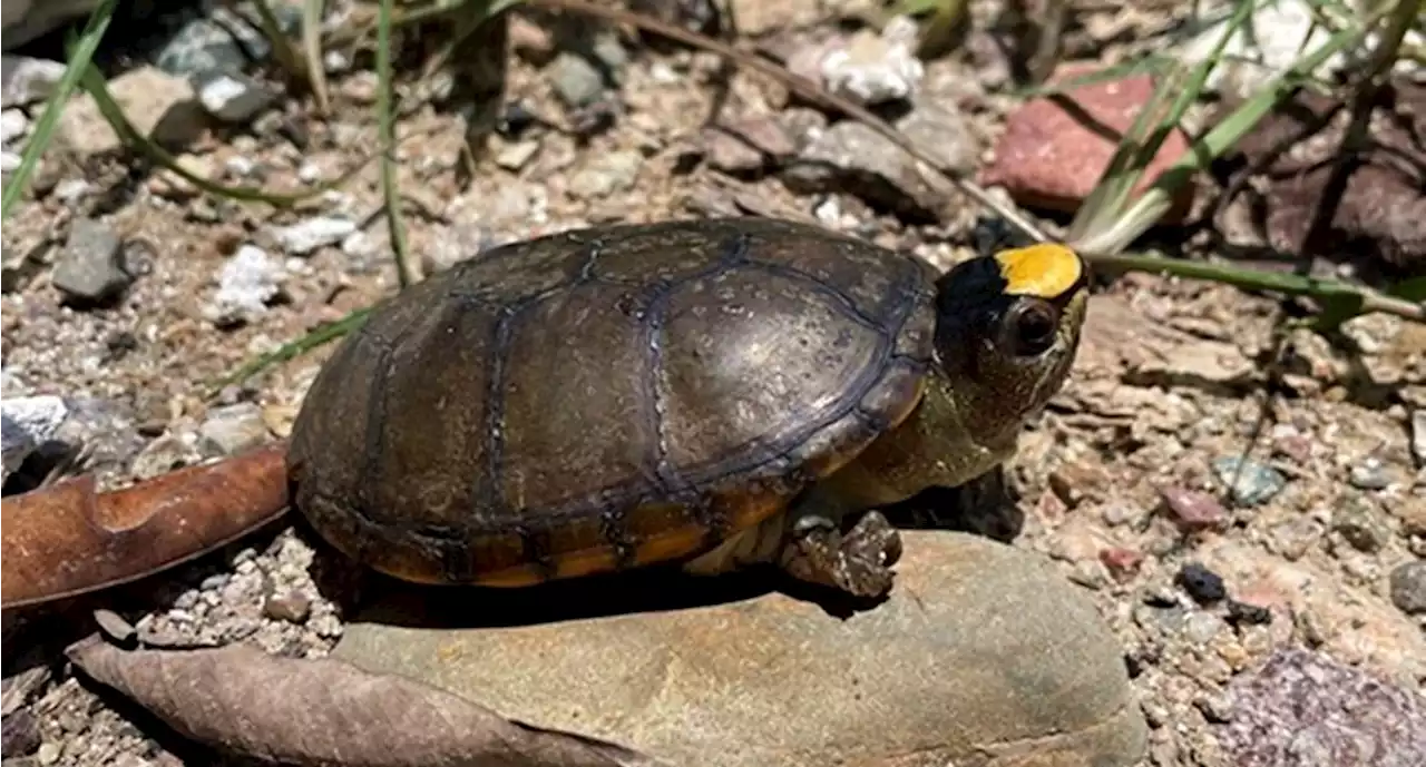 Tortuga casquito de Puerto Vallarta en peligro de extinción, alerta Conabio; ¿cómo preservarla?