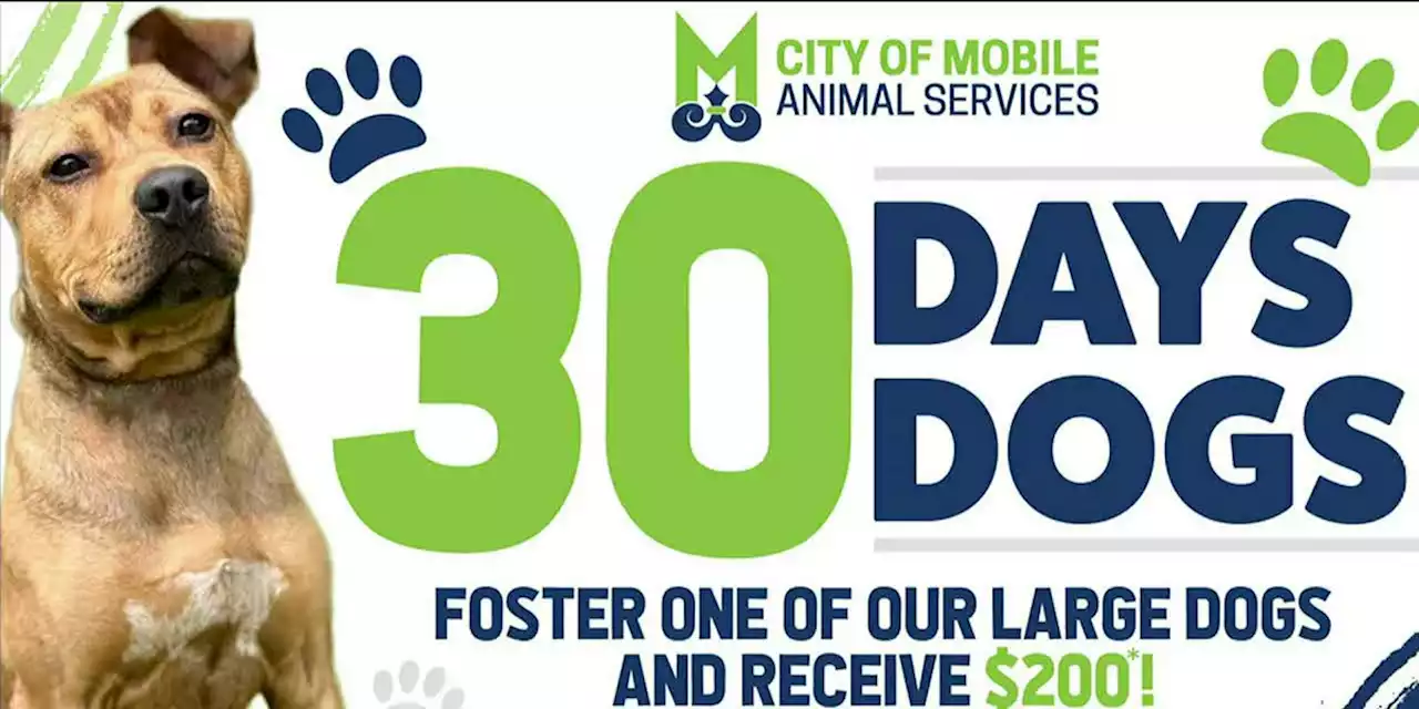 City of Mobile animal shelter offering incentives to foster large dogs