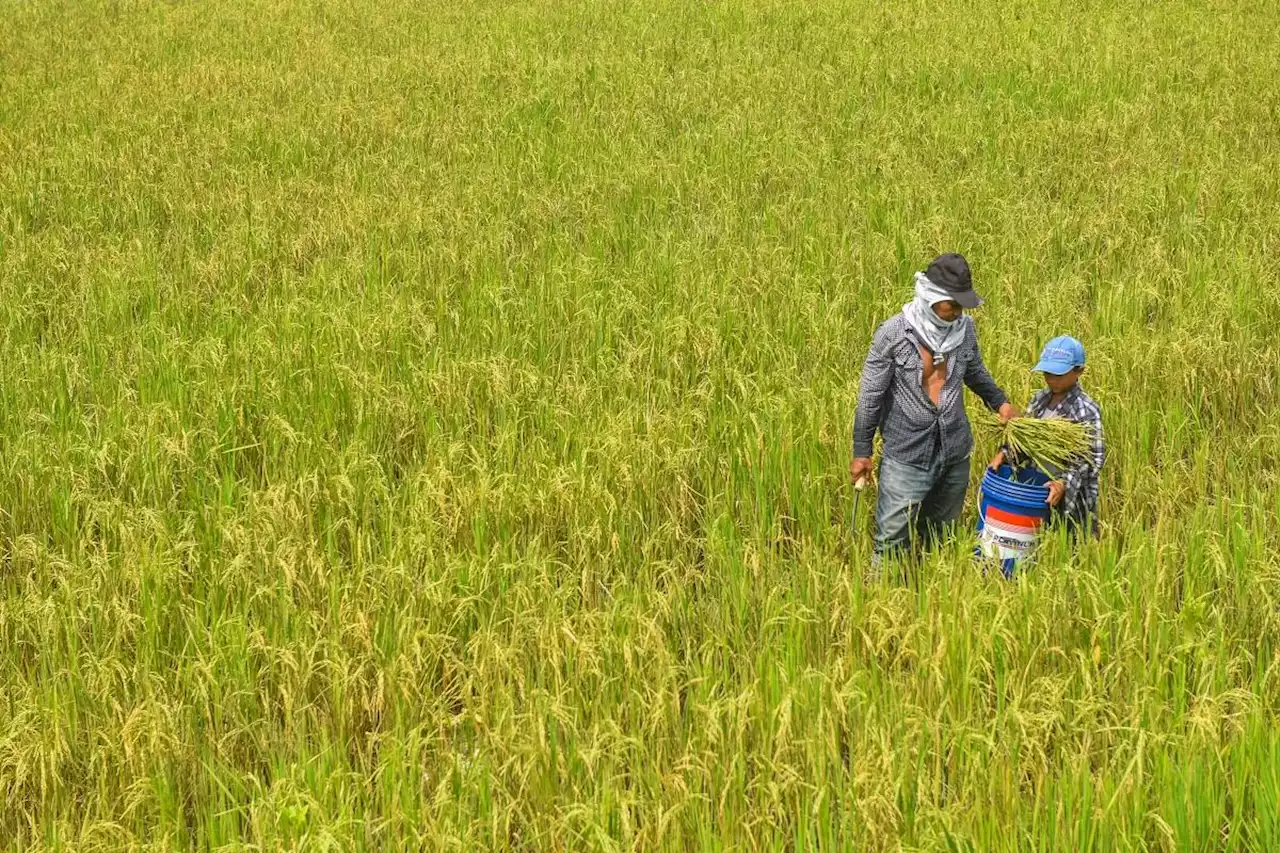 Rice farmers’ fund use declining, data shows