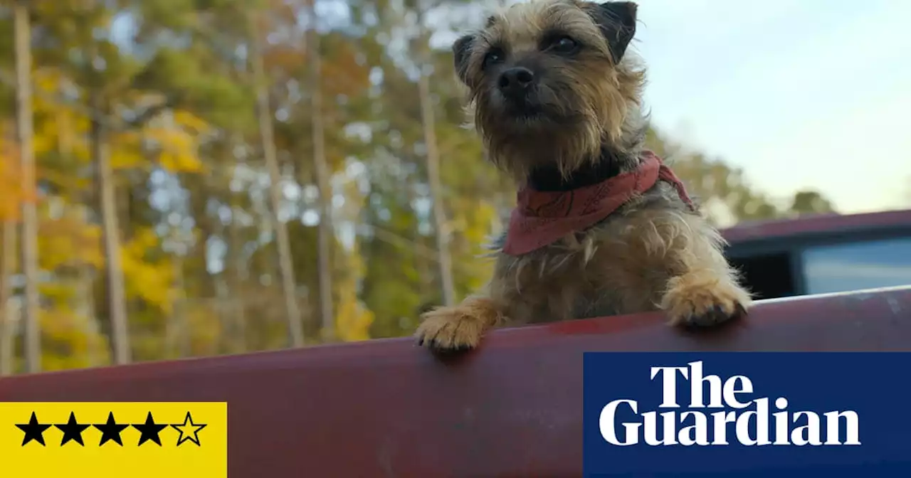 Strays review – Will Ferrell leads brutally funny comedy of foul-mouthed talking dogs