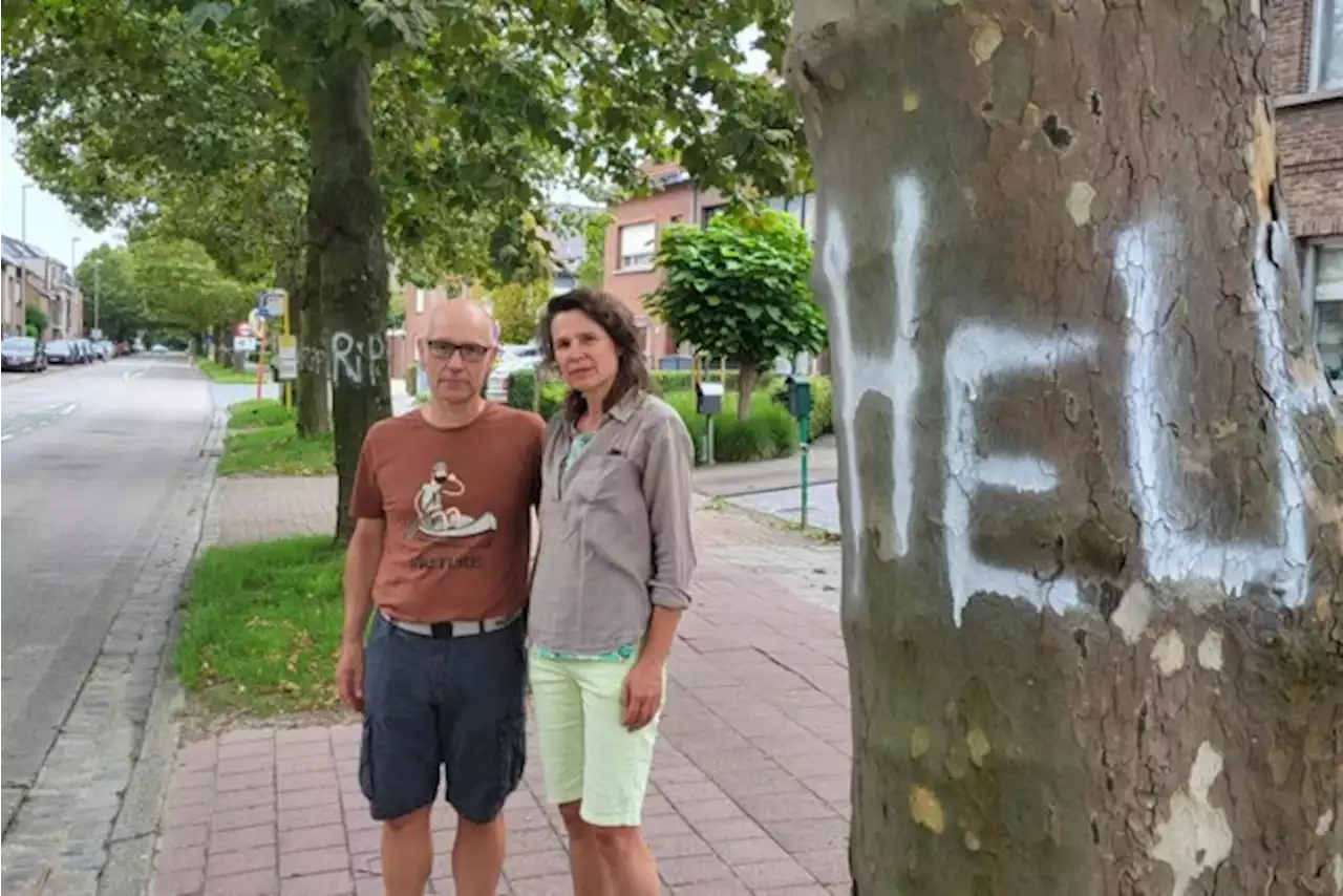 Noodkreten verrijzen (opnieuw) op bomen in Niel: “We hebben gegronde bezwaren maar het bestuur drukt koppig door”