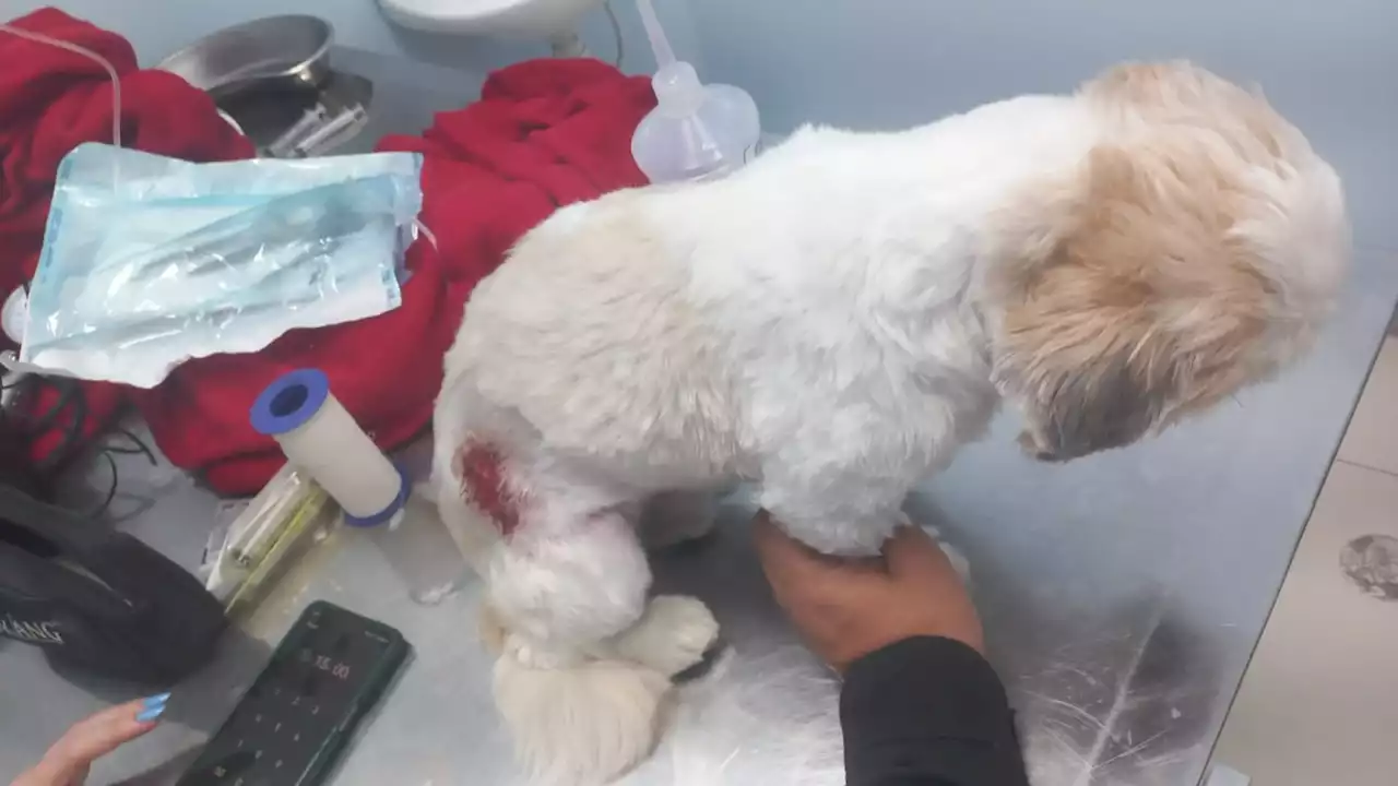 Cachorro foi baleado em dia de intenso tiroteio na Zona Oeste do Rio, dizem moradores