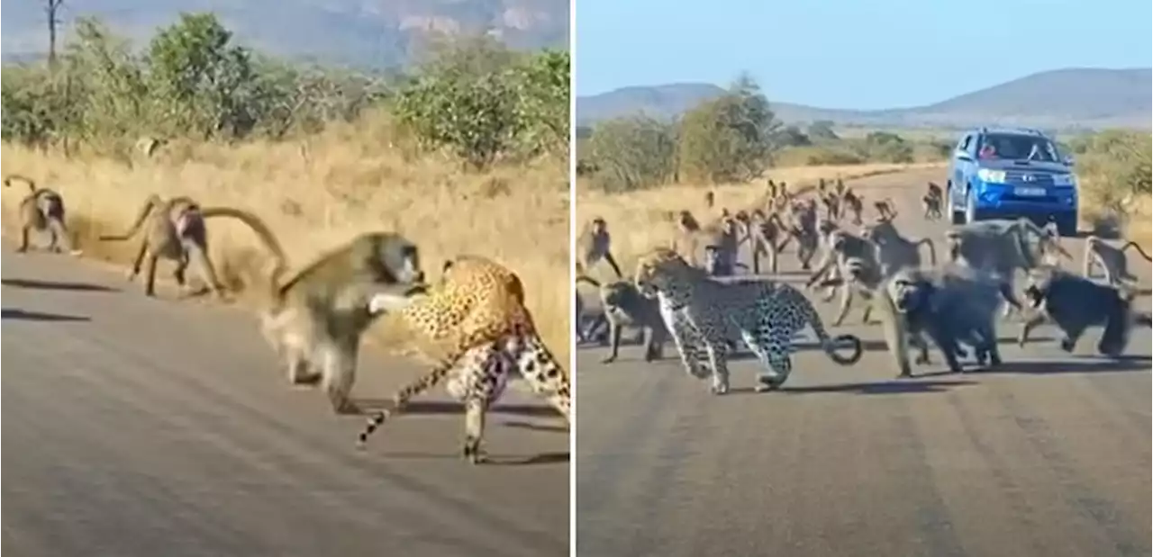 Leopardo tenta abater babuíno, mas acaba tendo que fugir de dezenas de macacos