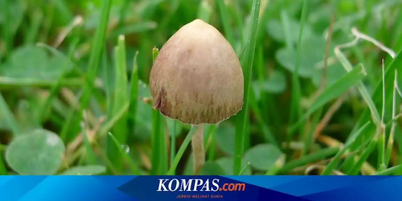 Menkeu AS Tak Sengaja Makan Jamur Halusinogen saat Kunjungi China