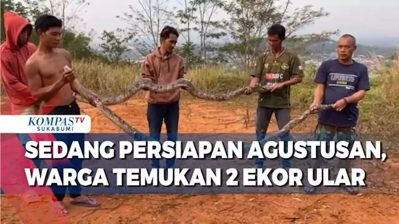 Sedang Persiapan Agustusan, Warga Temukan 2 Ekor Ular Sanca