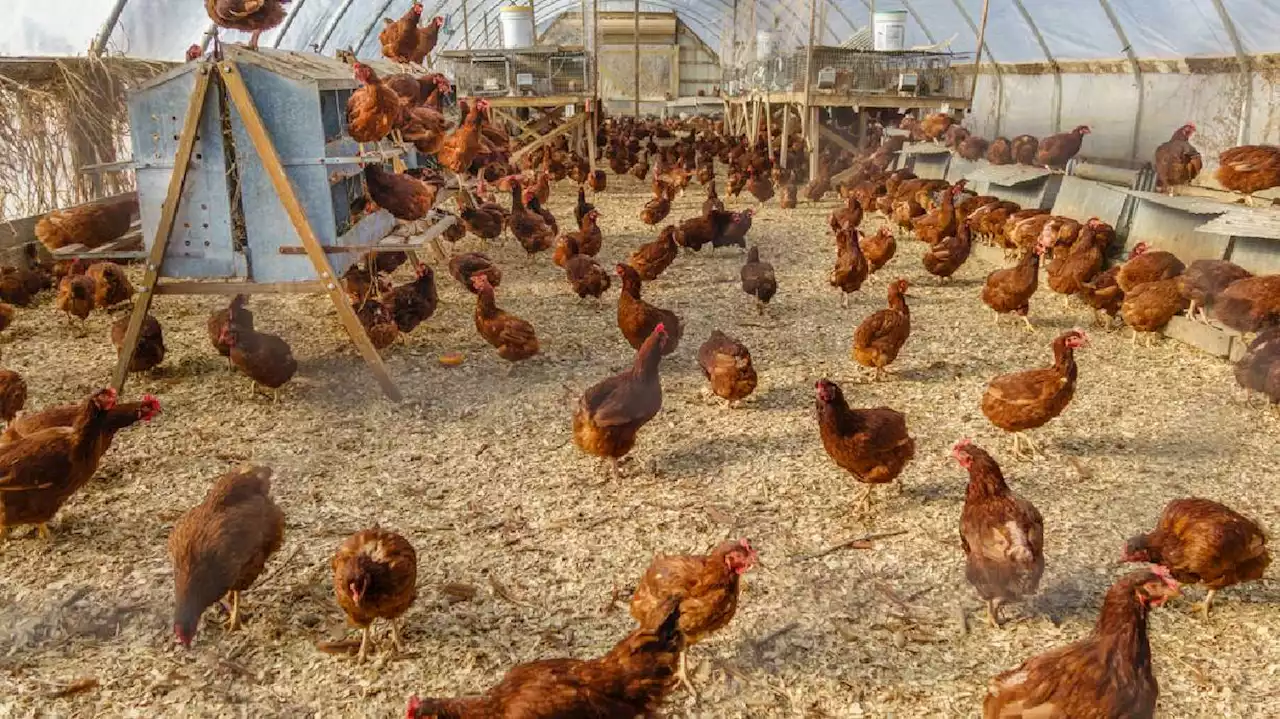 A tough egg to crack: Will Utah amend its cage-free law before 2025 deadline?