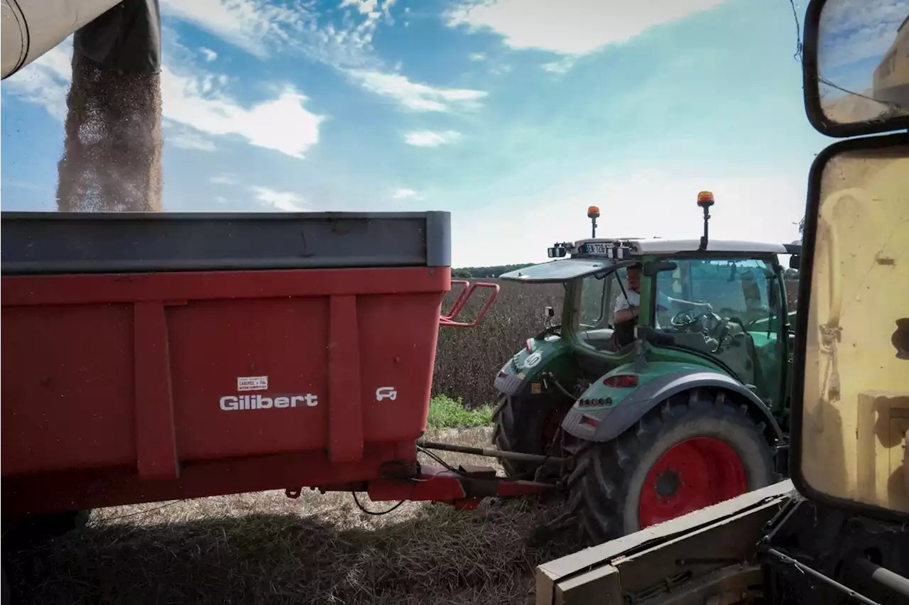 Entre les averses, les agriculteurs normands bouclent tant bien que mal la moisson des blés