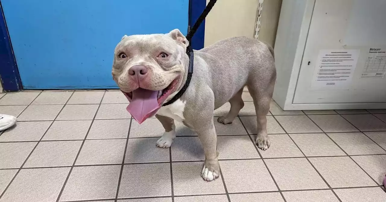 Young bulldog left tied to a tree in pain in Lancashire park