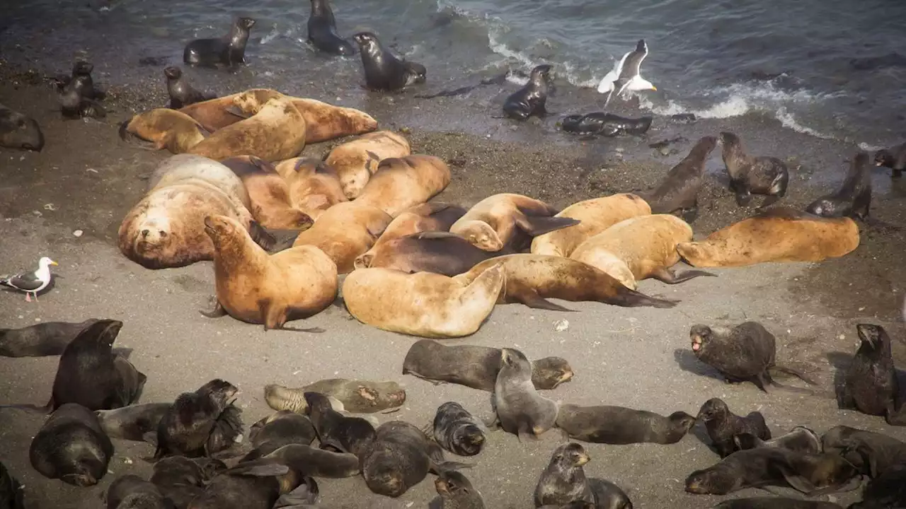 Mystery mass death of seals on remote, uninhabited Siberian island under investigation