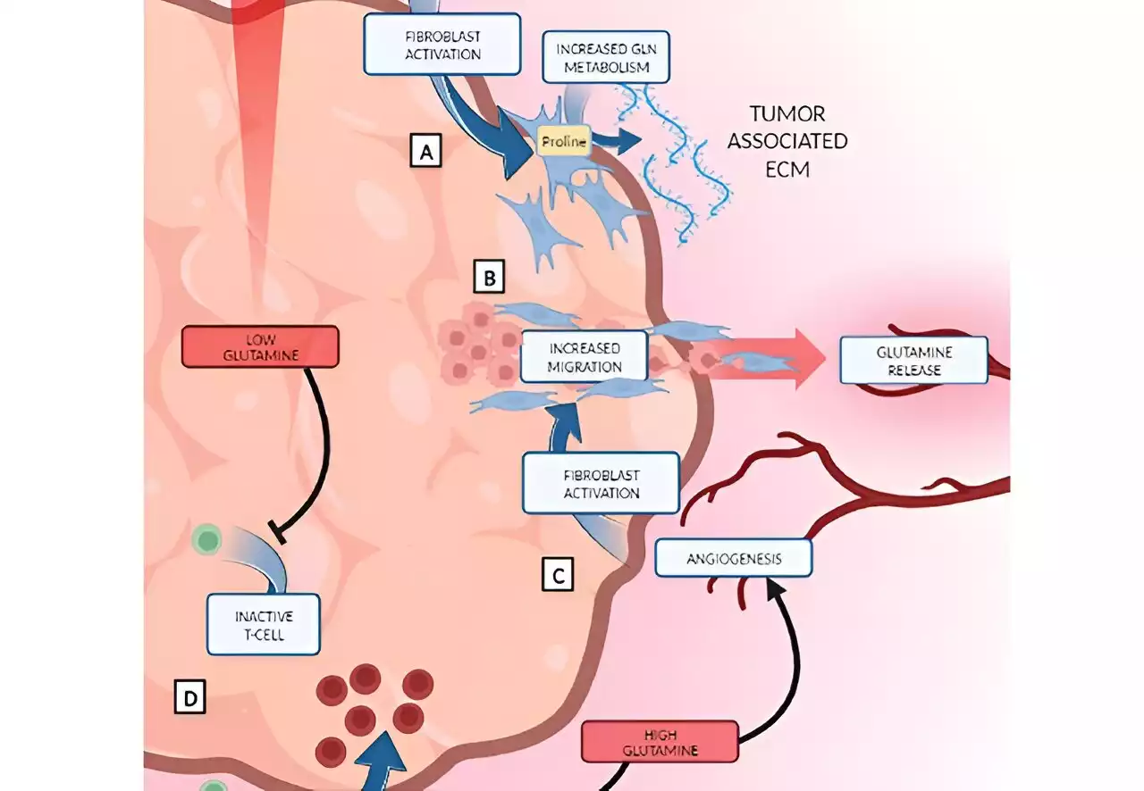 Does inhibiting glutamine metabolism impact tumor cells or the microenvironment?