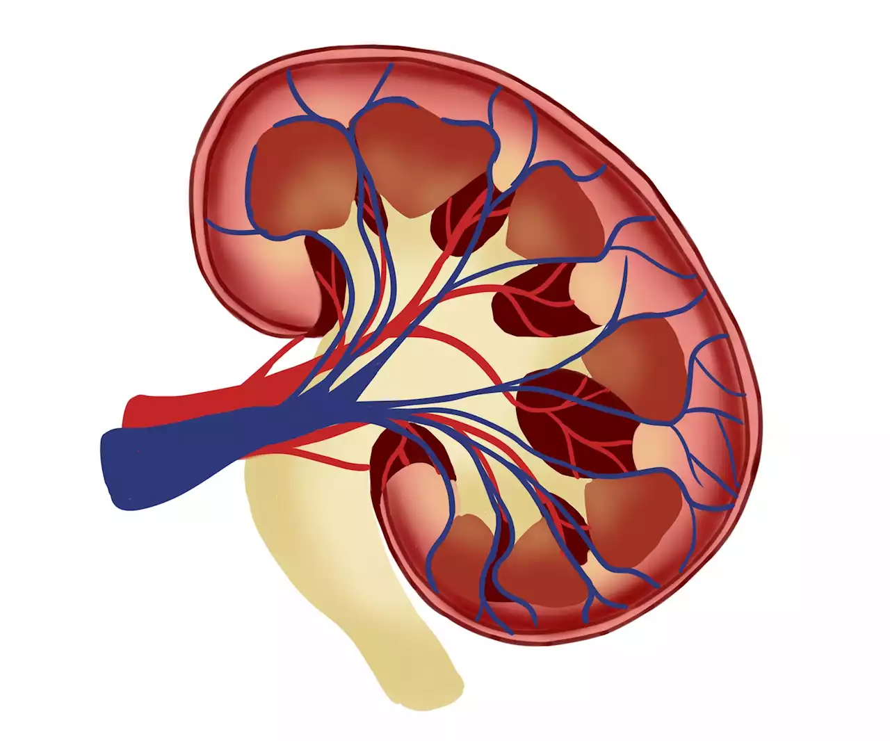 Imaging mass cytometry showcases odd numbers of proteins in kidneys of lupus nephritis patients