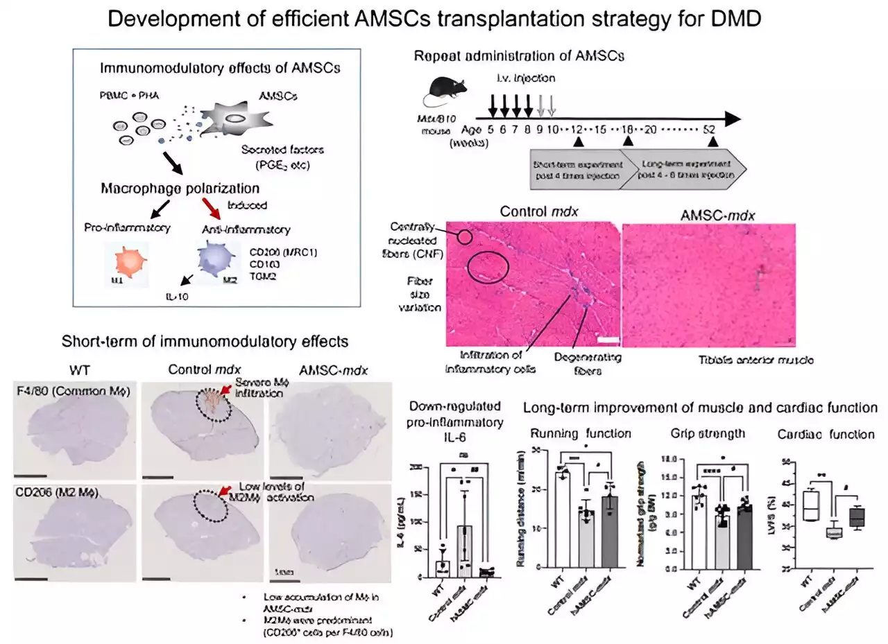 Novel stem cell transplantation strategy to treat Duchenne muscular dystrophy