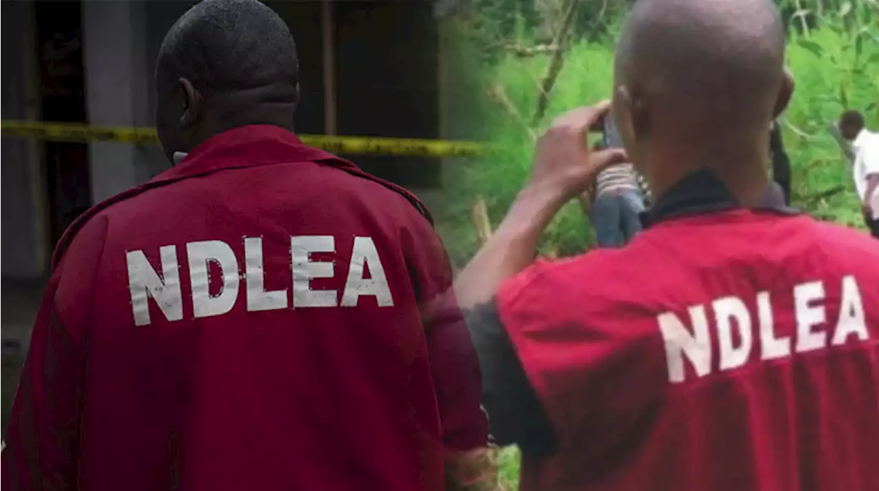 NDLEA arrests 343 Abuja drug suspects in eight months