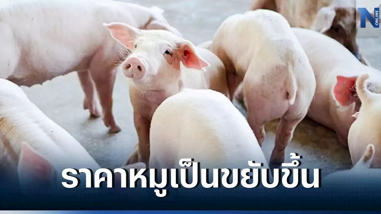 ราคาหมูเป็น ขยับขึ้นกิโลละ 2 บาท หลังบราซิลงดส่งหมูเข้าไทยกว่า 6 เดือน