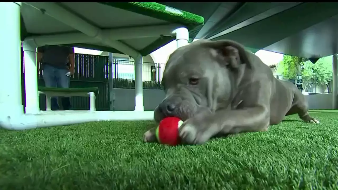 Surrendered dogs at Pasadena Humane Society in need of a loving home