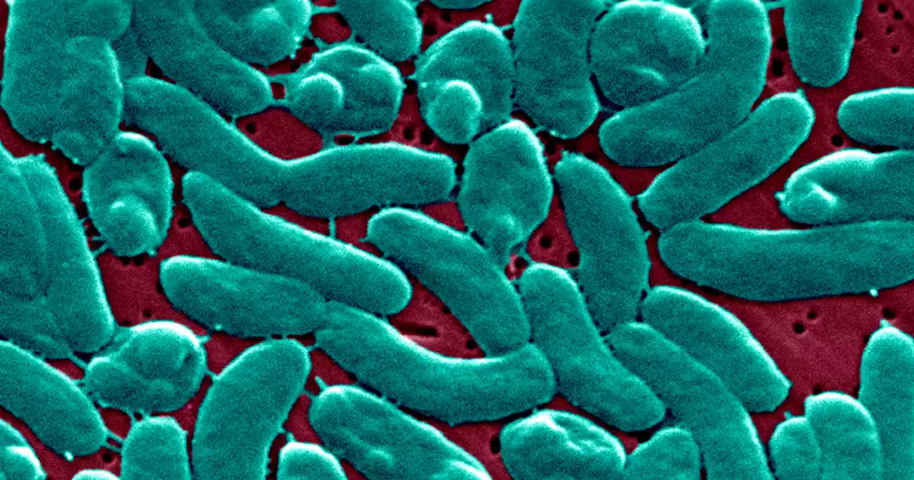 3 people die from flesh-eating bacteria infections in New York and Connecticut, prompting new guidance