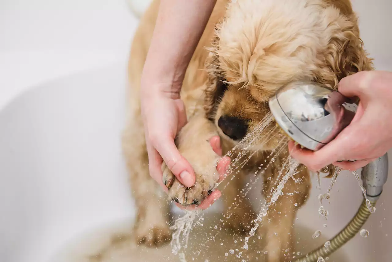 Vet explains how your dog's paws could cause parasites in your home