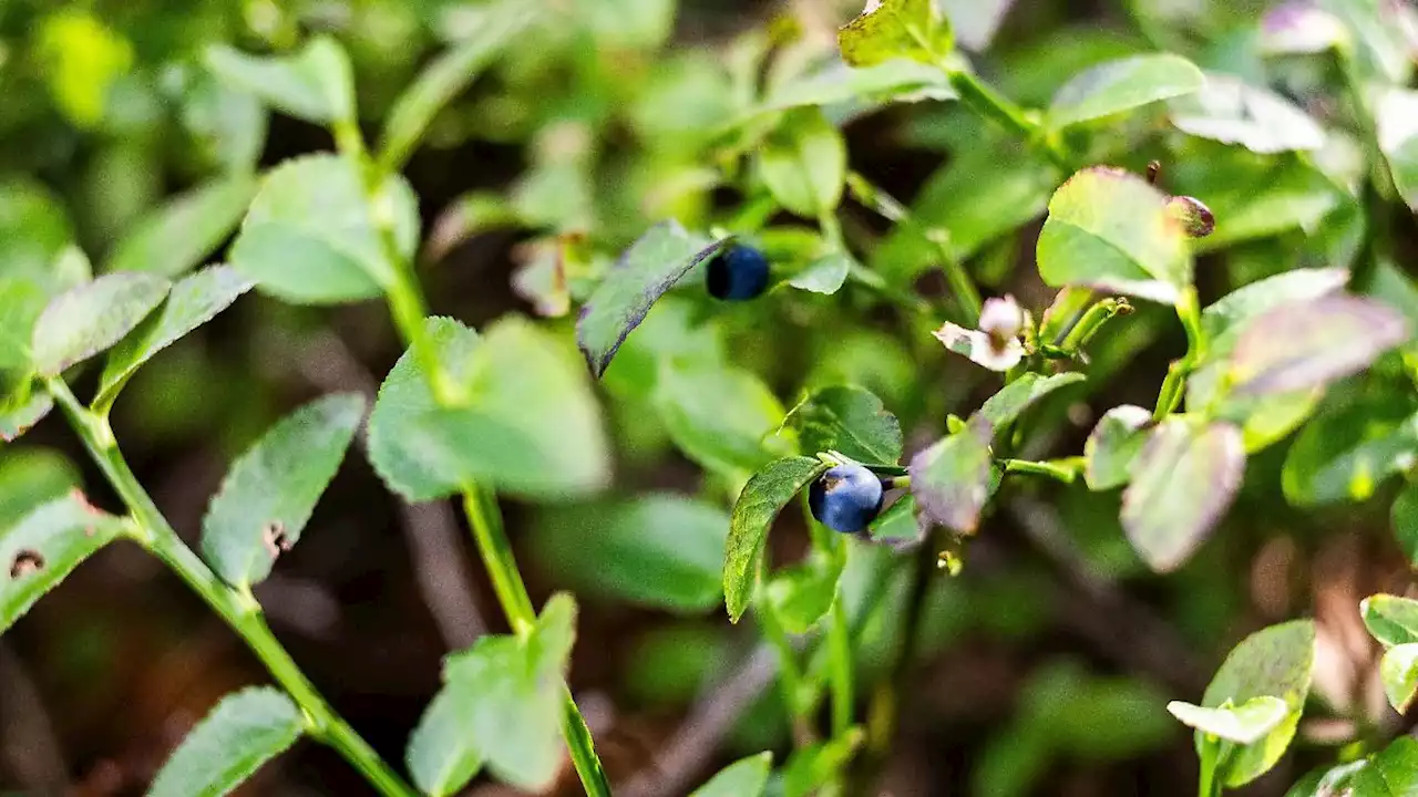 Heidelbeeren-Diebstahl macht Behörden zu schaffen