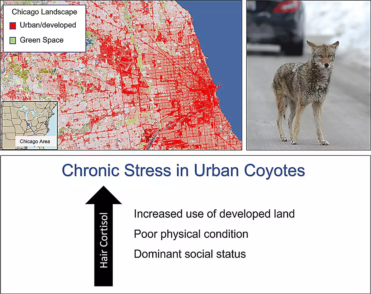 It's not just humans: City life is stressful for coyotes, too