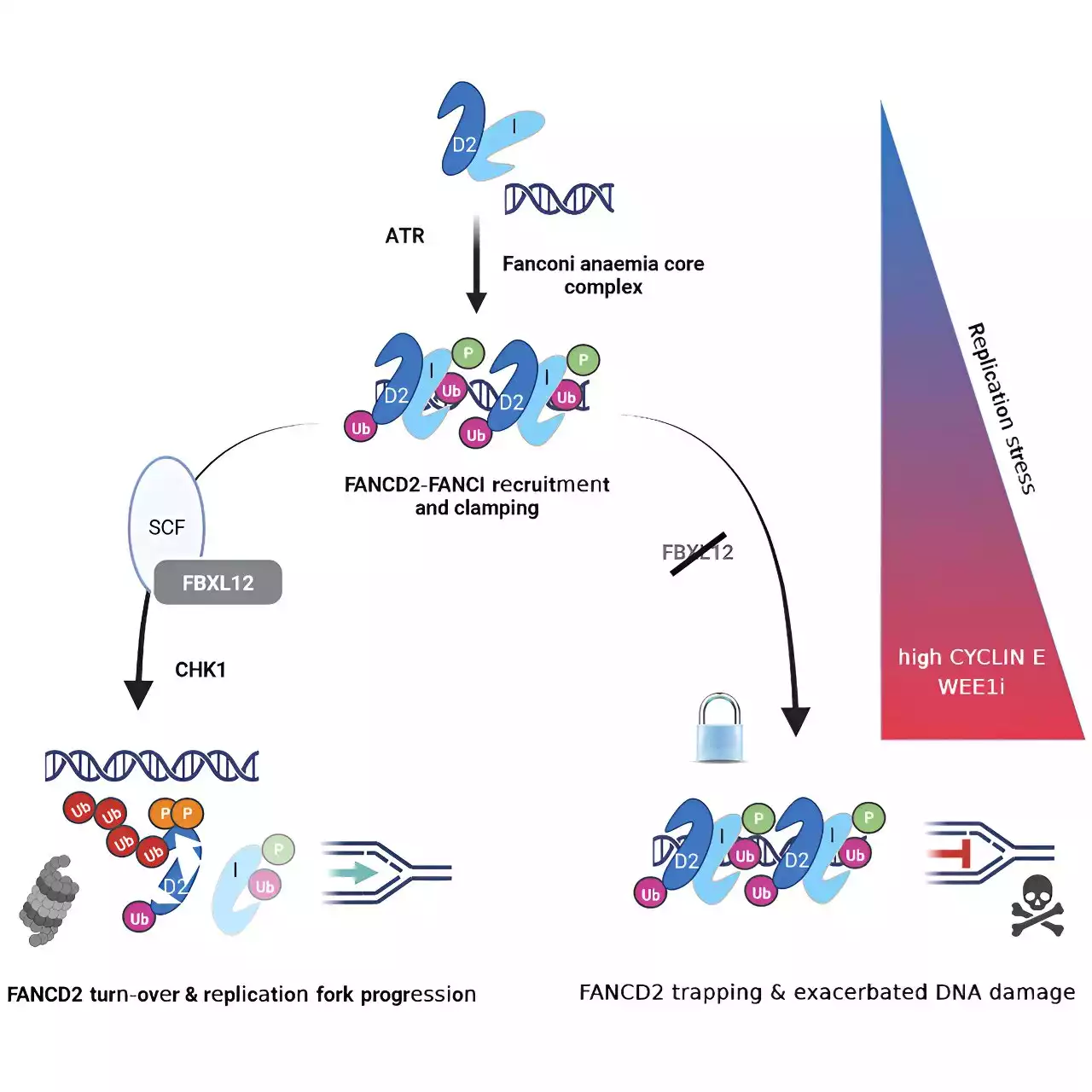 Researchers discover mechanism by which cancer cells survive replication stress