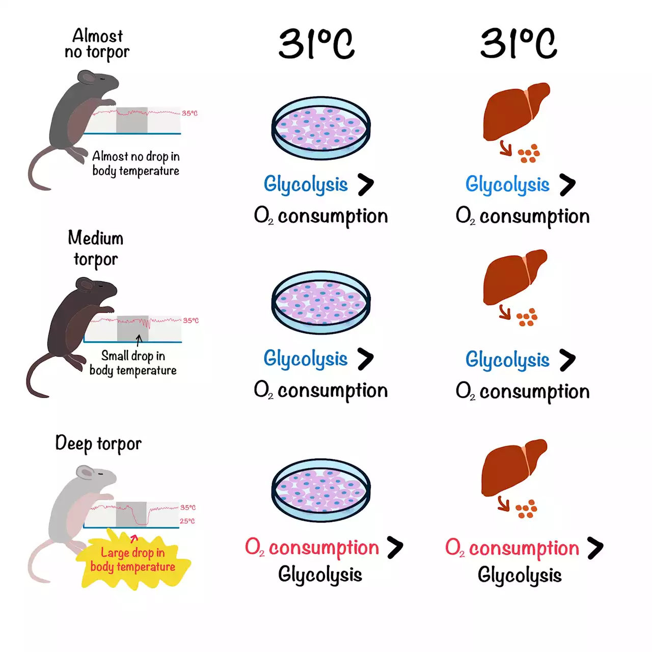 Towards organ preservation: Animal resistance to cold reflected in stem cells