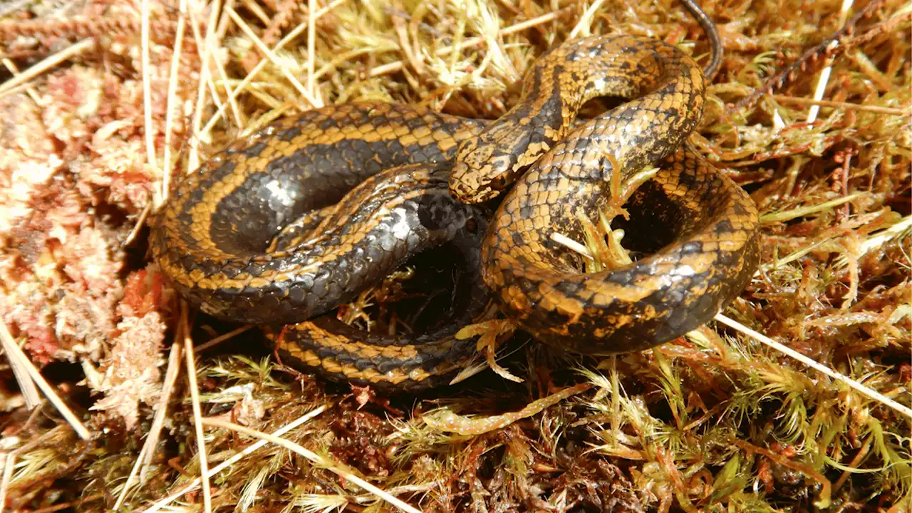 Harrison Ford's latest namesake is an Andean snake species