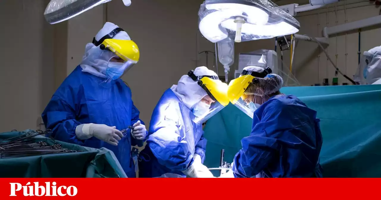 Rim de porco continua a funcionar em humano mais de um mês após transplante