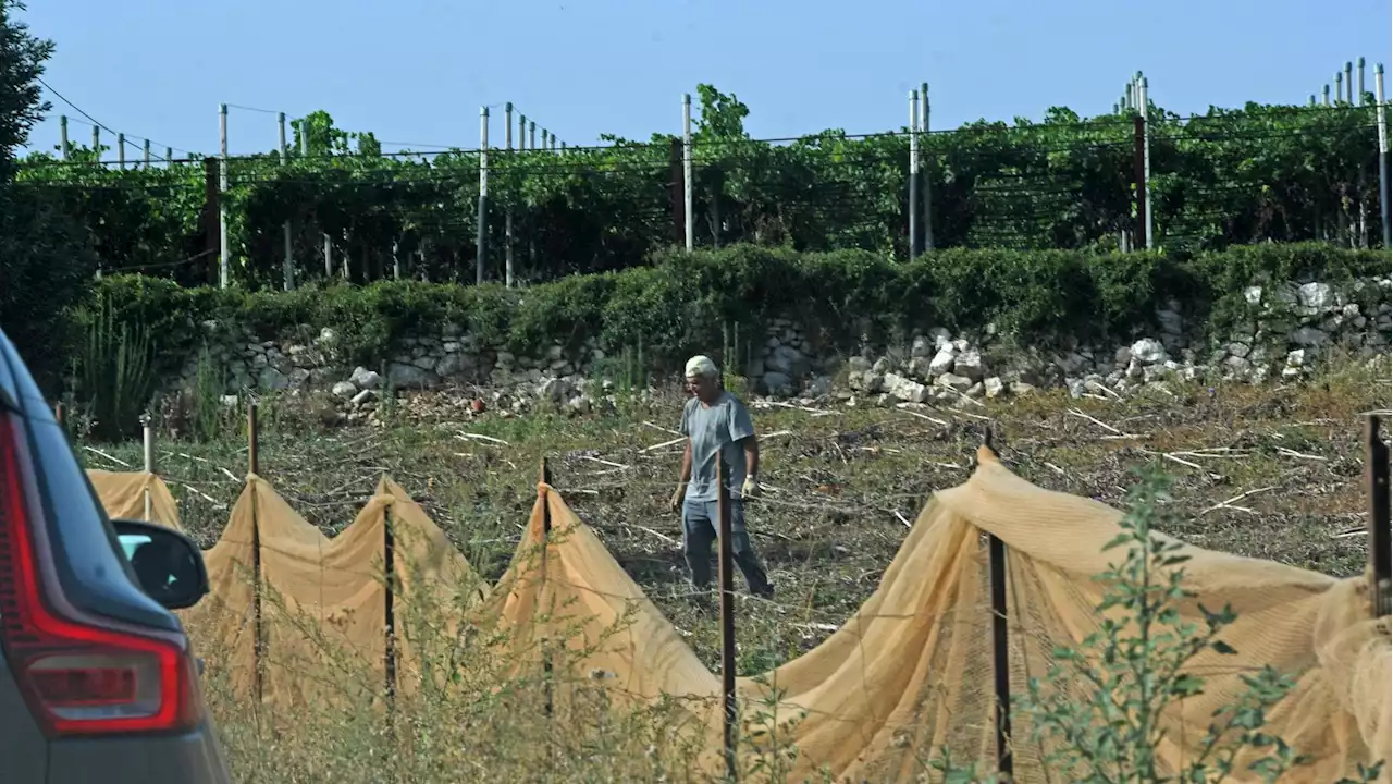 Dalla Sicilia ad Aosta, così le imprese provano a resistere al caldo