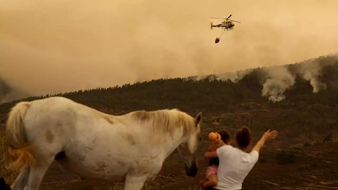 Tenerife wildfire: Thousands flee as firefighters battle 'out of control' blaze