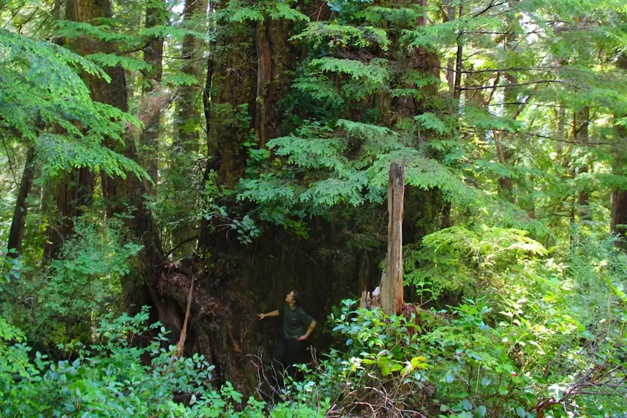 First person: The quest for an ancient colossus, in the wild rainforest of B.C.