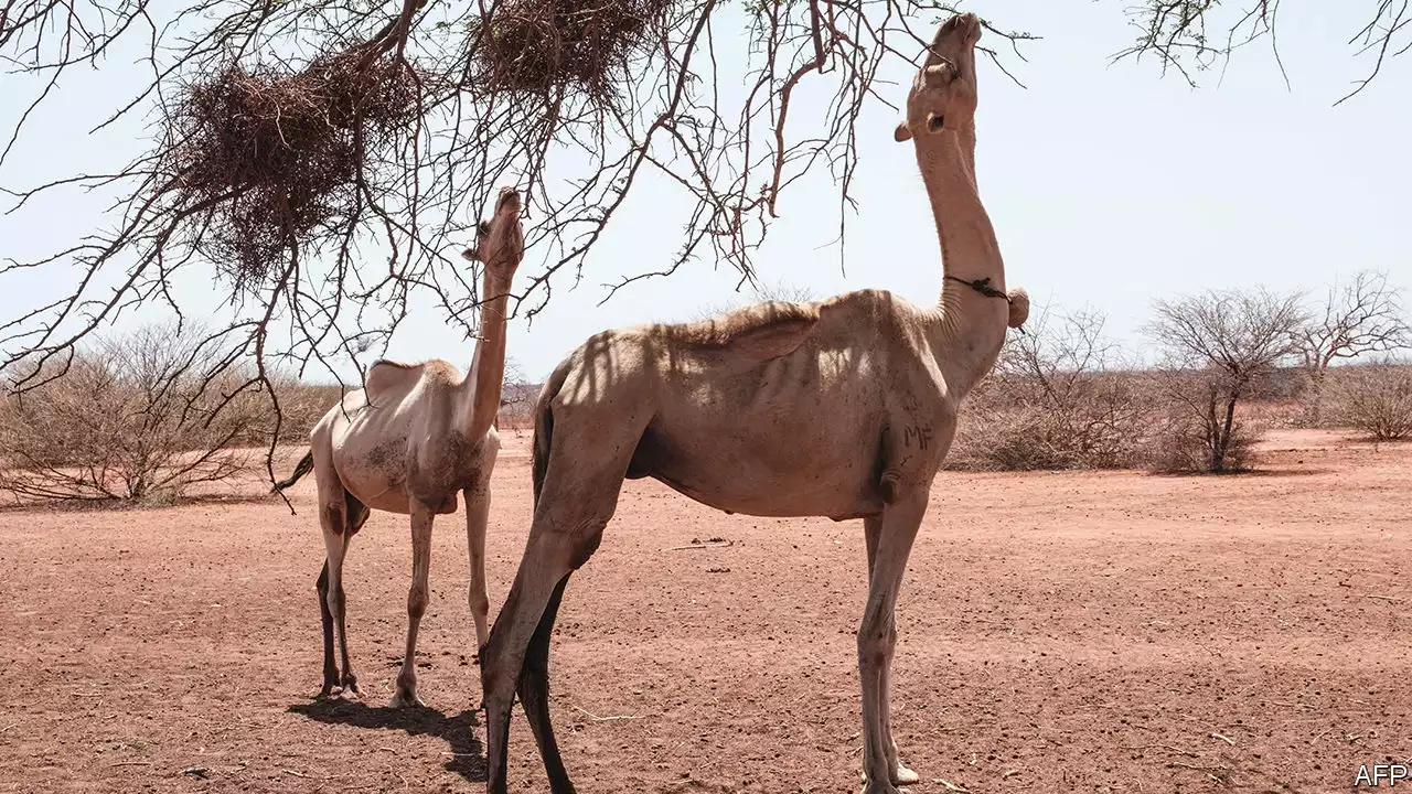 Herders and farmers seek reasons for east Africa’s drought