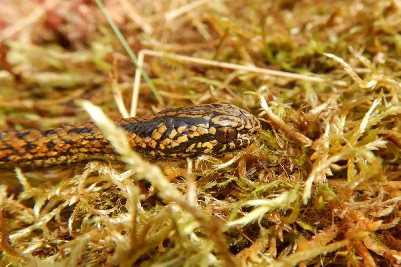 New species of snake named after 'Indiana Jones' star Harrison Ford