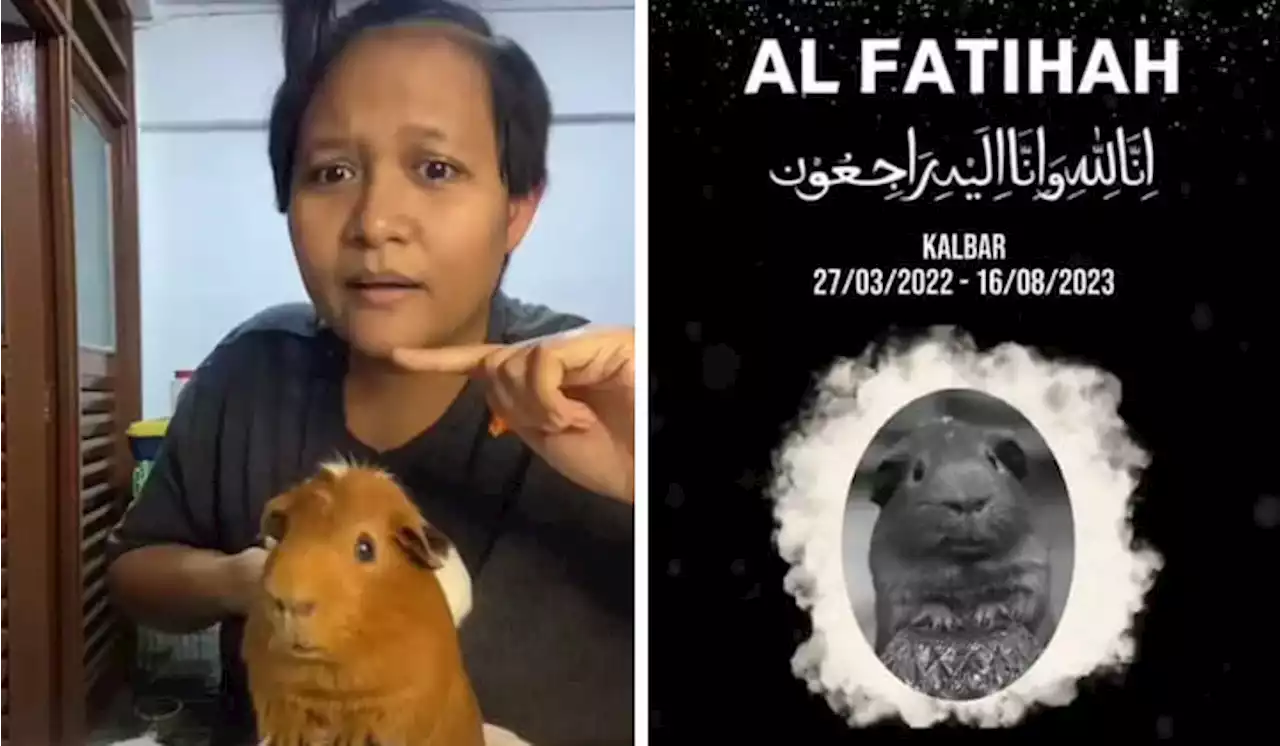 Malaysians Mourn Death Of TikTok Star Kalbar The Guinea Pig