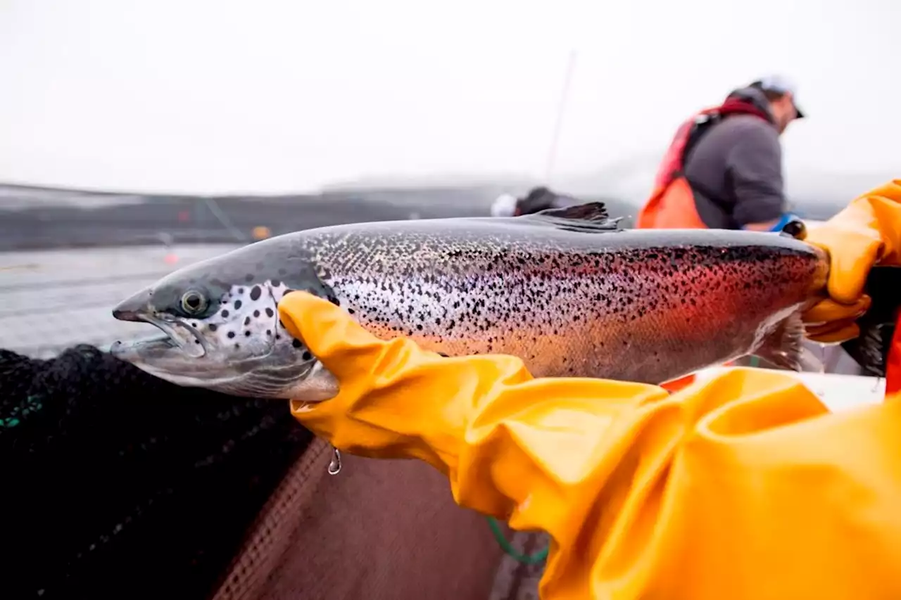 B.C. First Nations coalition seeks leave to join case to support salmon farm closures