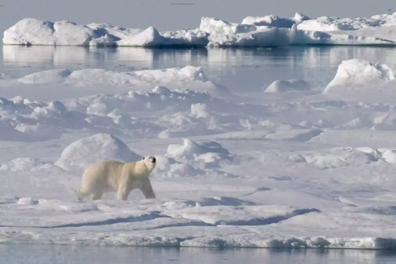 Human activity and climate change cause cascading effects for Arctic ecosystem