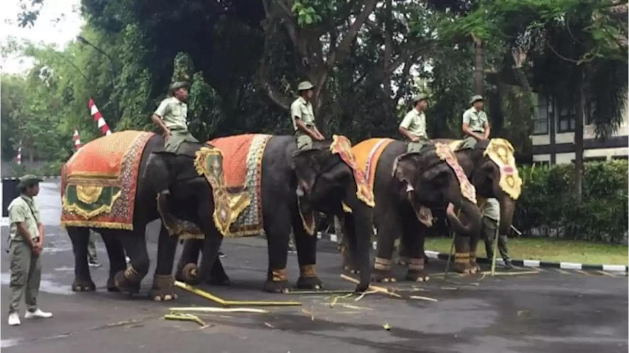 Gajah Sumatera, Kambing Hingga Ular, Ikut Upacara HUT RI di Bali