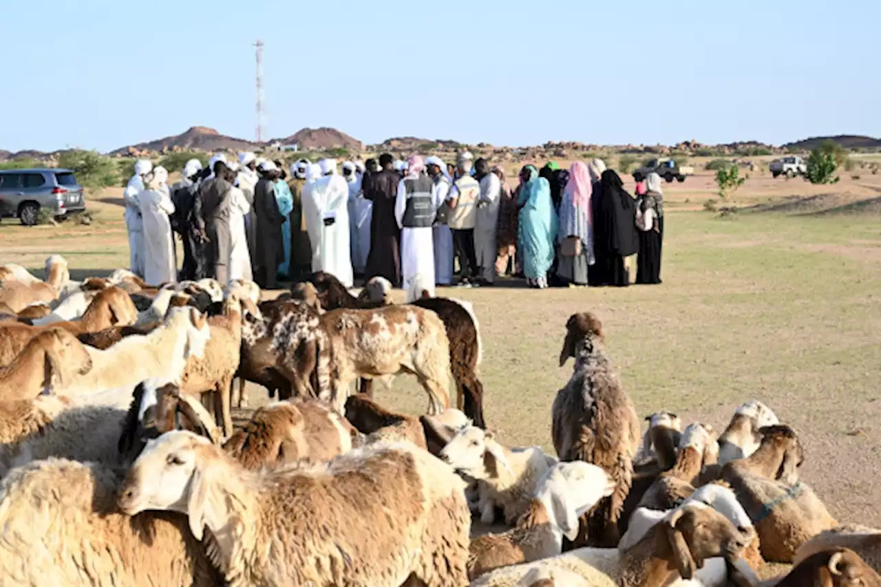 الفريق الإنساني الإماراتي يوزع 200 رأس ماشية على أهالي منطقة الحلة في أم جرس التشادية