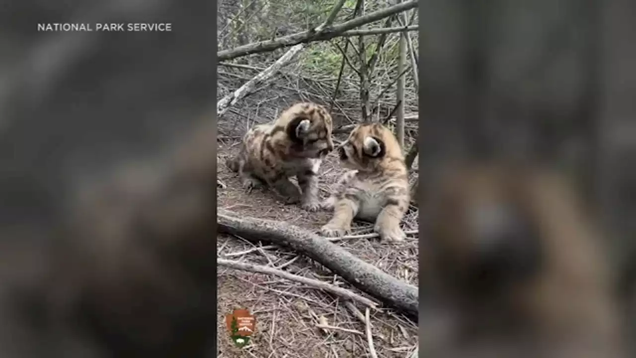 Two peas in a pod: Meet the new mountain lion kittens found in SoCal mountains