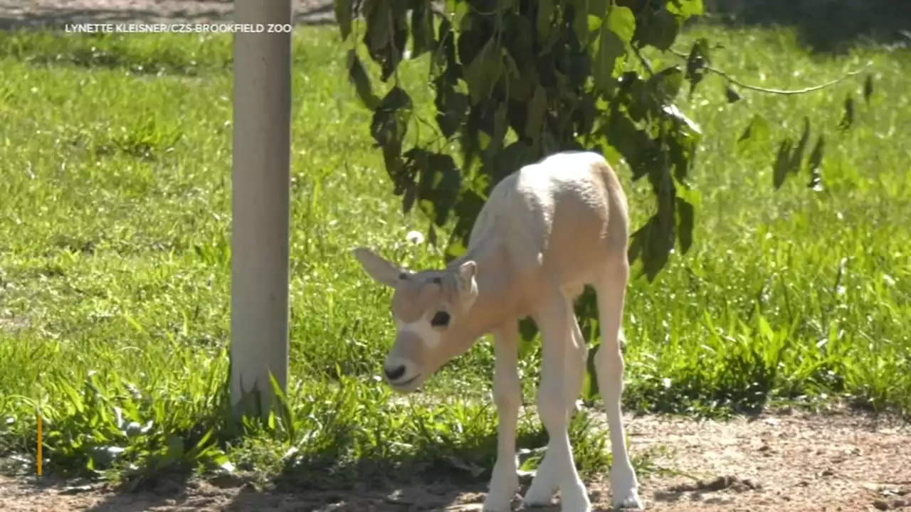 Brookfield Zoo welcomes birth of endangered African antelope calf