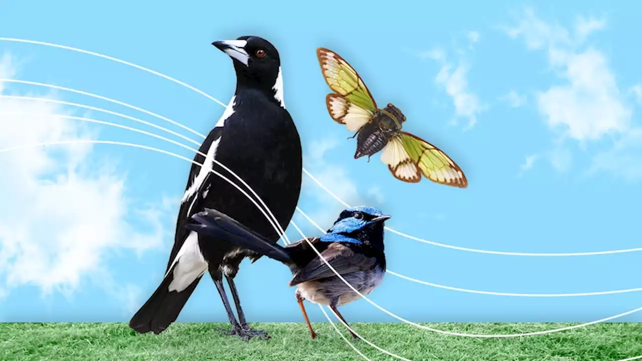 Live: Magpie swoops in and claims title of Australia's favourite animal sound in landslide win