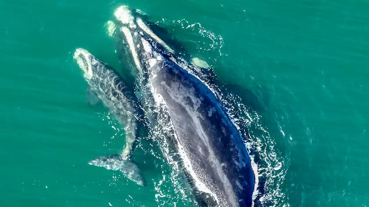 Surfers, boats warned to keep away as exhausted whale and calf make beeline for Sydney Harbour