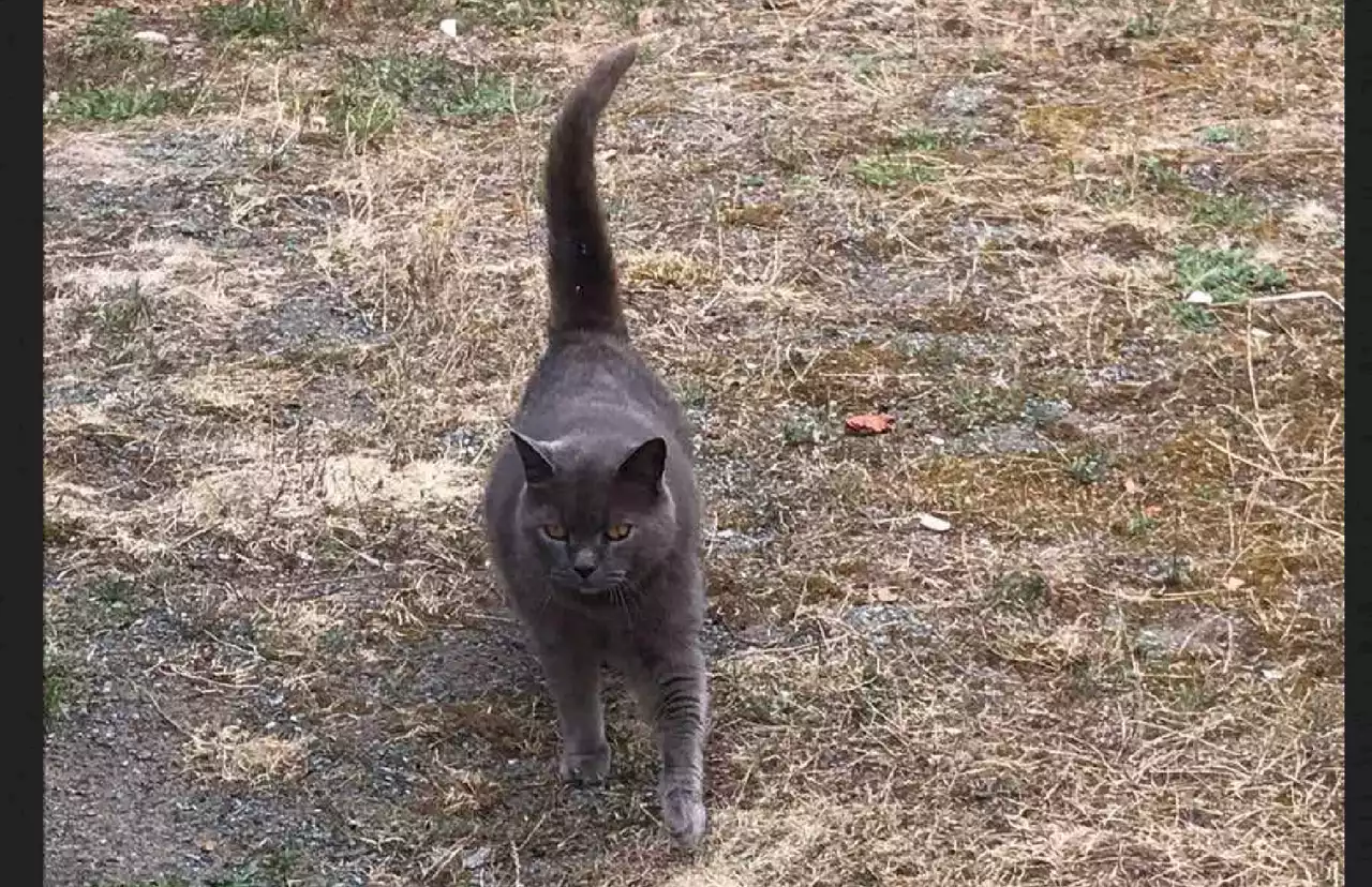 En Vendée, ce chat retrouve ses propriétaires quatre ans après avoir disparu