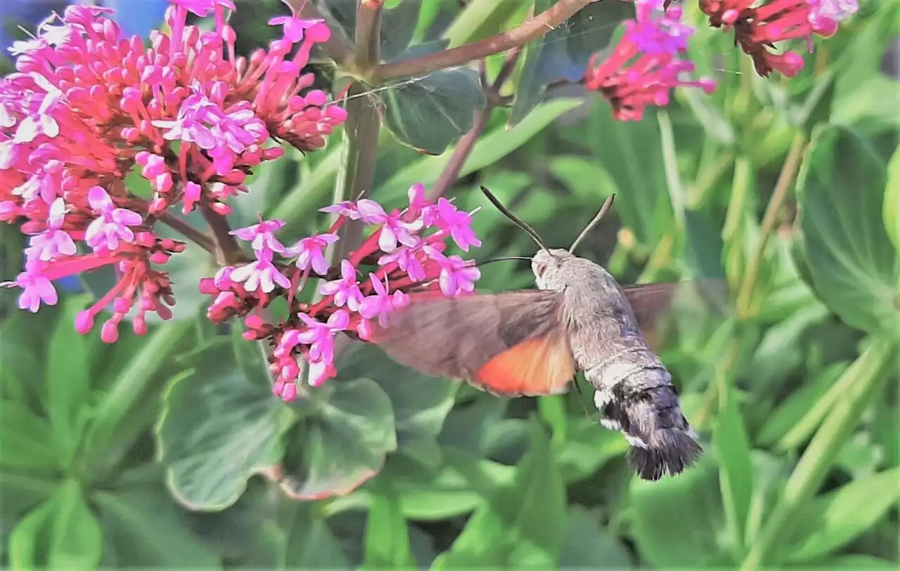 Nature : quelle est cette drôle de bête qui butine les fleurs de nos jardins ?