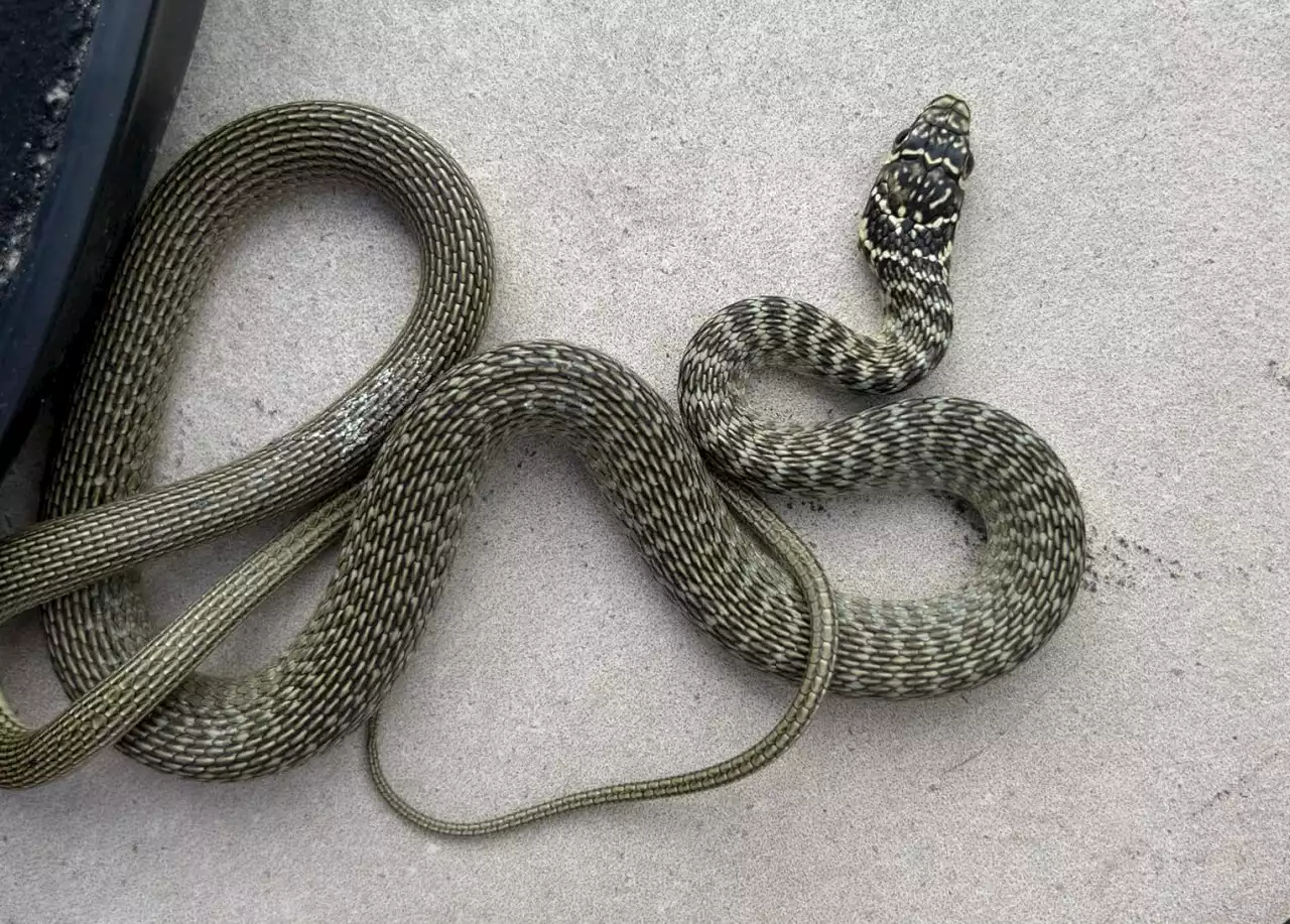 Vendée : son chat lui fait cadeau d'un serpent