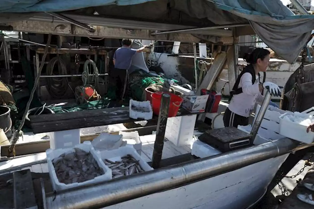 Da sabato 19 fermo pesca in tutto l'Adriatico - Dal Mare