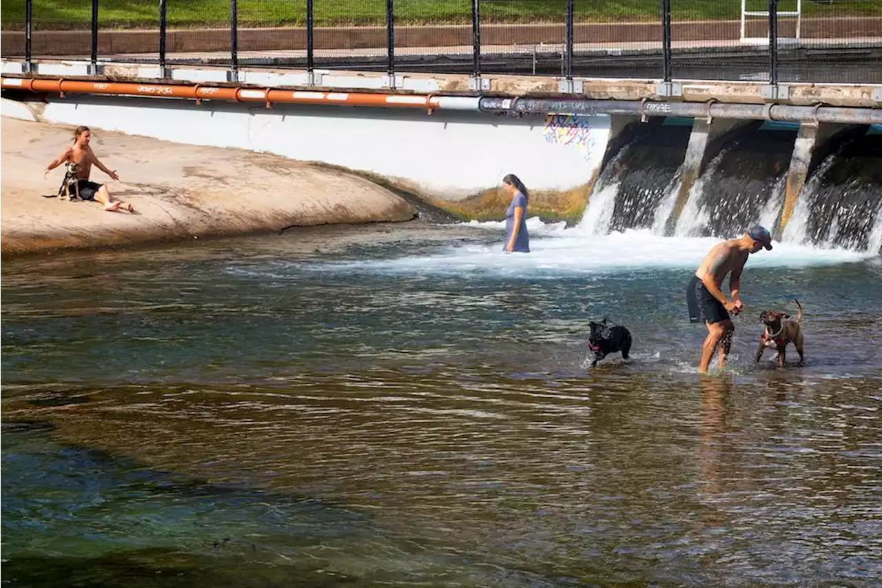 City Confirms “Non-Concerning” Levels of Toxins in Algae in Barton Springs; Pool Still Open