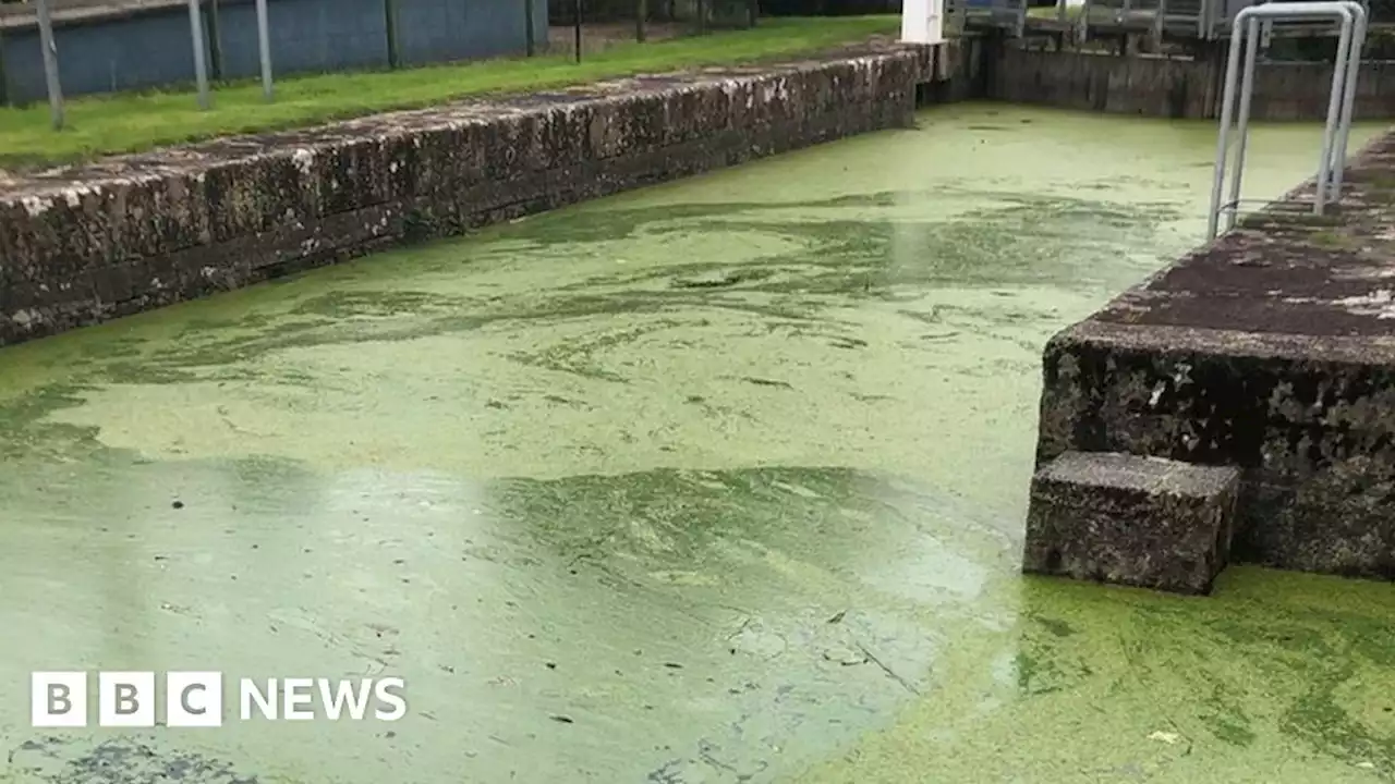 Coleraine watersports centre closes due to blue-green algae