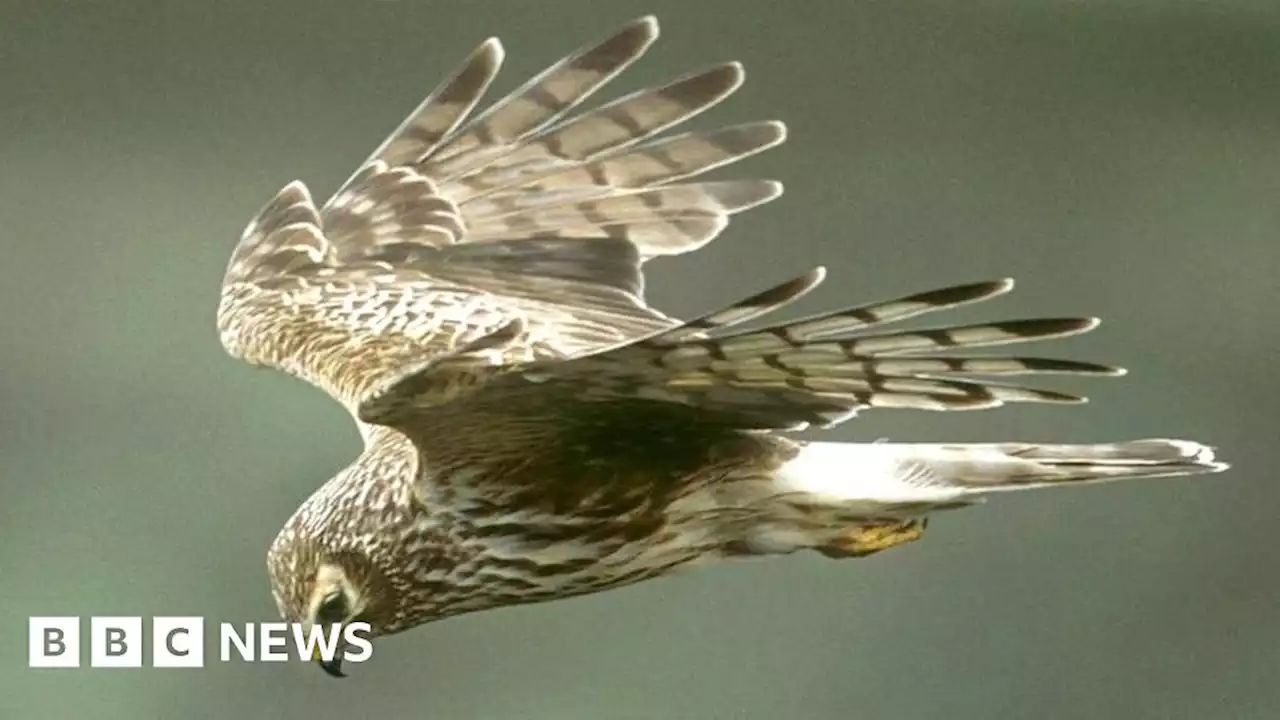 Hen harriers disappear from grouse moors in northern England